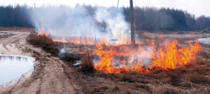 Количество лесных пожаров в Подмосковье снизилось за год в полтора раза