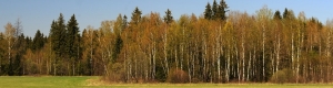 3 сентября в Мособлдуме пройдут парламентские слушания на тему «Проведение санитарных рубок и лесовосстановление на территории  Московской области»